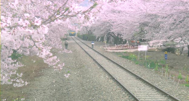 꽃;애정 이미지